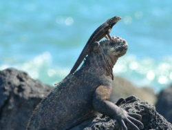Galapagos-Meerechse